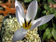 Crocus nerimaniae HK0327 0008