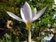 Crocus nerimaniae HK0327 0014