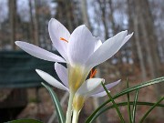 Crocus paschei (Christian biflorus ssp. pulchricolor) 0003