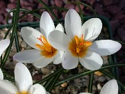 Crocus pestalozzae 0003