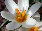 Crocus pestalozzae 0006