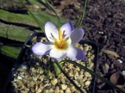 Crocus pestalozzae f. caeruleus Zweevis 0002