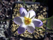 Crocus pestalozzae f. caeruleus Zweevis 0003