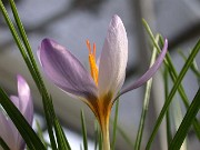 Crocus pestalozzae var. caeruleus 0002