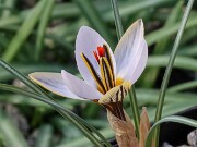 Crocus ruksansii 20250112 0003