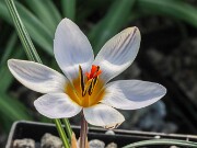 Crocus ruksansii 20250122 0002