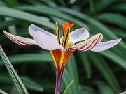 Crocus ruksansii 20250122 0003