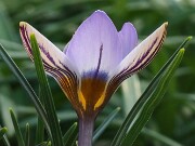 Crocus seisumsiana 20250129 0002