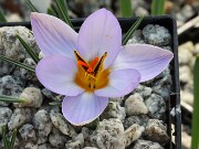 Crocus seisumsiana 20250129 0006