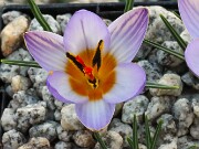 Crocus seisumsiana 20250129 0007