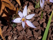 Crocus wattiorum DS 20110002