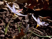 Crocus wattiorum DS 20110007