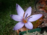 Crocus wattiorum HKEP9548 0018