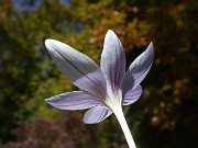 Crocus wattiorum HKEP9548 0021