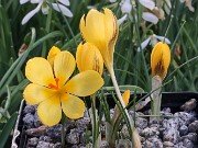 Crocus x schnabelii 20251128 0001