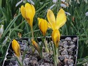 Crocus x schnabelii 20251128 0006