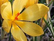 Crocus x schnabelii 20251128 0011