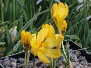 Crocus x schnabelii 20251128 0012