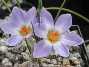 C. adamii