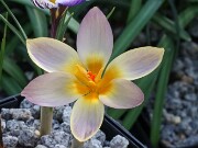 C. gembosii