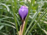 C. inghamii