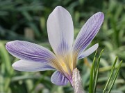 C. iranicus