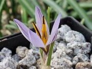 C. nubigena