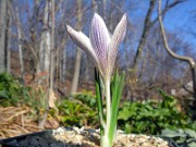 Crocus nevadensis 0001