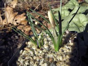 Crocus nevadensis S0313 Sierra Seguras Potones-Hormos 0002