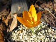 Crocus flavus Ulu Dag TW 0002