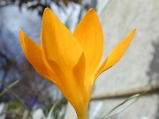 Crocus flavus ssp. flavus 0006