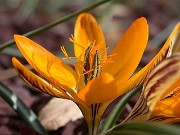 Crocus graveolens 1002