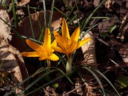 Crocus graveolens 20120201_0002