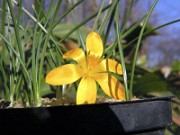 Crocus graveolens VP 0003