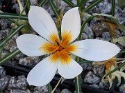 Crocus hyemalis OP28340 20251128 0003