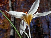 Crocus hyemalis SBL 118 Jordan 0025