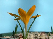 Crocus sp. (olivieri) LB473 0008