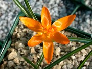 Crocus vitellinus LB325 0004