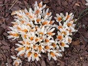 Crocus fleischeri 20170219 0001