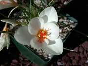 Crocus boryi CEH582 0002