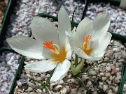 Crocus boryi S0249 Mt. Menikion 0002