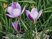 Crocus laevigatus 20251128 0001