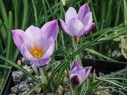 Crocus laevigatus 20251128 0003