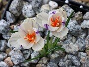 Crocus pumilus 20251014 0003
