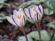 Crocus pumilus 20251014 0008