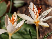 Crocus pumilus Yellow Form 20241030 0003