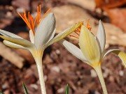 Crocus pumilus Yellow Form 20241030 0004