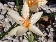 Crocus pumilus Yellow Form 20241030 0005