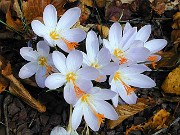 Crocus tournefortii 0004