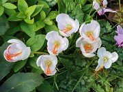 Crocus tournefortii 20251015 0001